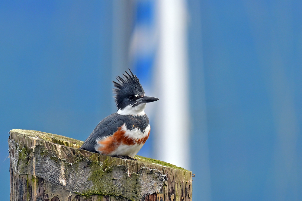 Belted Kingfisher Belted Kingfisher